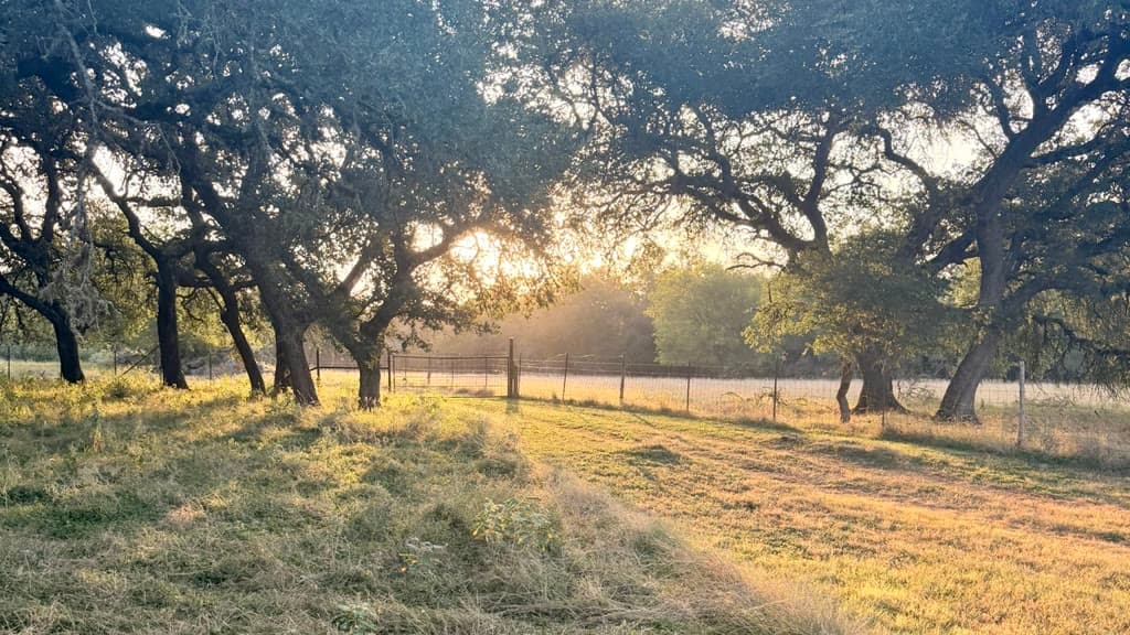 Live oaks and a ranch fence at sunrise over a grassy pasture